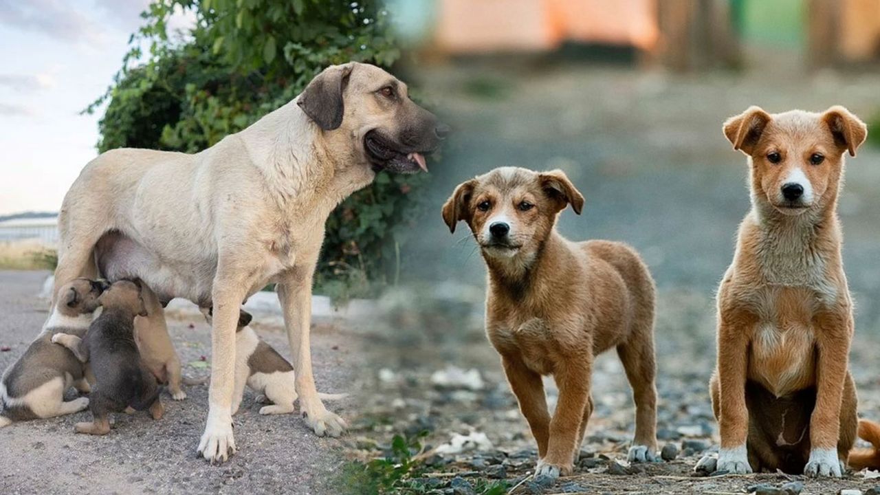 Sokak köpekleri uyutulacak mı? Hayvanları uyutma yasası nedir? - İstiklal  Gazetesi | Günlük Siyasi Gazete ve Son Dakika Haberleri