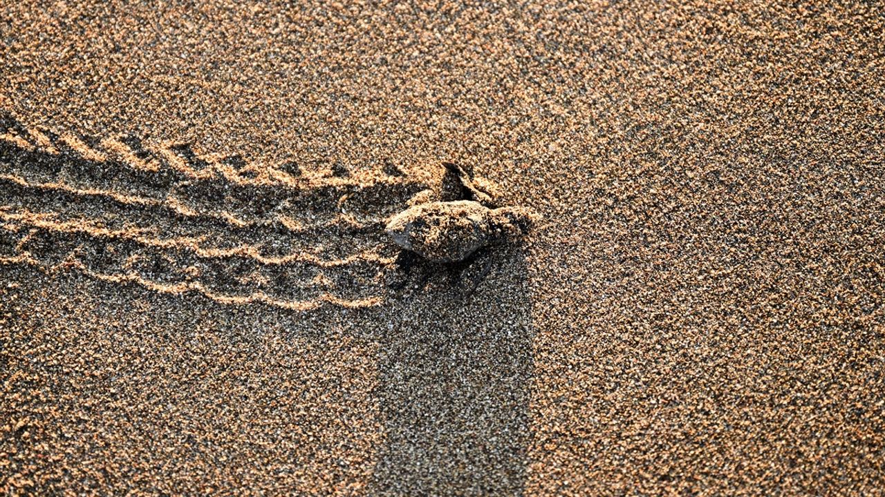 Antalya'da caretta caretta yavruları denizle buluştu