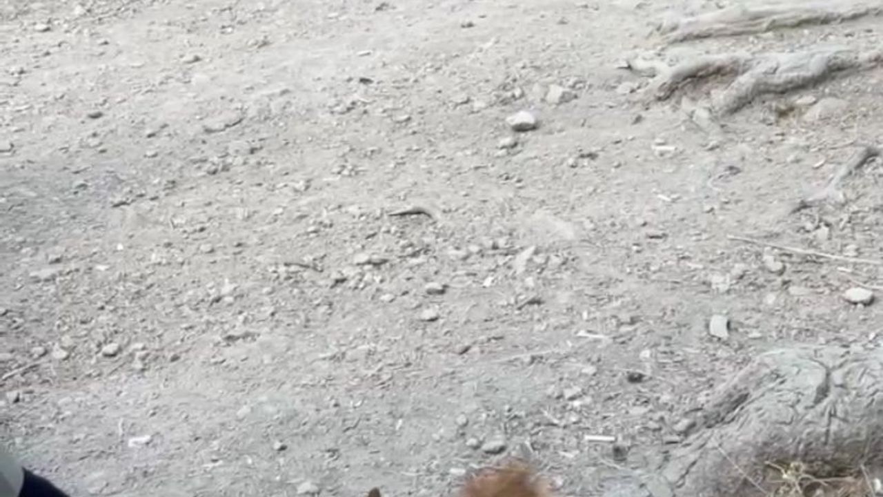 Bolu'da piknikçilerin sevimli misafiri: ellerinden yem yiyen sincap