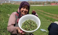 Binbir derde deva Madımak otu binbir meşaggatle toplanıyor