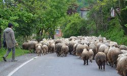 Ordu'da koyun sürüsü renkli görüntüler oluşturdu