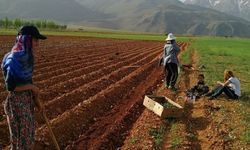 Tunceli'de 5 girişimci kadın için çilek bahçesi oluşturuldu