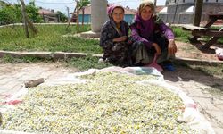 Papatya, köylü kadınların gelir kaynağı oldu