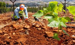 Elmalı MYO’da üzüm bağı kuruldu