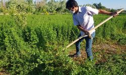 Tarım arazilerinde hummalı çalışma sürüyor