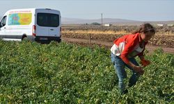 Tarlada çalışan öğrenciler için EBA Mobil Destek Aracı hizmet verecek