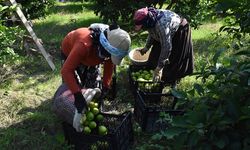 Muğla'da hasadına başlanan limon Rusya ve İtalya'ya gönderiliyor