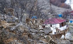 Yaban keçileri alçak rakımlı yerleşim yerlerine kadar iniyor