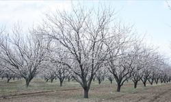 Kayısı bahçeleri fotoğraf tutkunlarının uğrak mekanı haline geldi