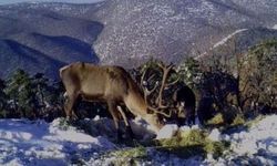 Yabani hayvanlar aç kalmayacak