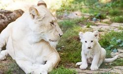 Aslan yavrularını çalmaya çalışan adam parçalanarak öldürüldü