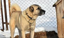 Uzmanı açıkladı: Kangal mı kurt mu daha güçlü?