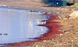 İzmit Körfezi sahil şeridi, kırmızı yosunla kaplandı