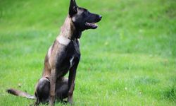 Dünyanın en akıllı köpek cinsi "Belçika Malinois kurdu" oldu