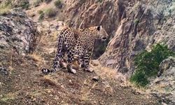 Anadolu Leoparı Türkiye'de yeniden görüntülendi