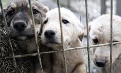 Diyarbakır Ergani’de köpek katliamı!