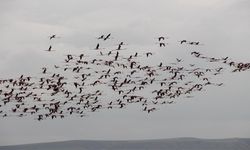 Flamingoların göç yolundaki molaları dron ile görüntülendi