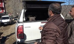 Ormanlık alanda buldukları yavru ayıya bebek bezi bağlayıp evlerinde besliyorlar