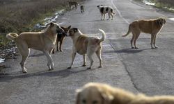 Başıboş köpekler, işe giden sağlık personeline saldırdı