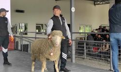 Kurban Bayramına 2 ay kala Merinos ırkı koçun satış fiyatı şok etti