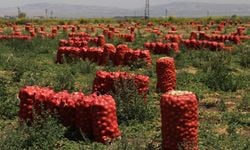 Amik Ovası hasadının sonuna gelindi... Soğanın fiyatı tarlada 4 liraya kadar düştü