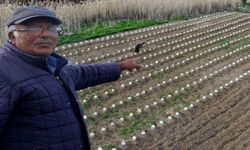 Tarlada şaşırtan manzara... Görenlerin dikkatini çekiyor! "Bir de bunu deneyeyim dedim"