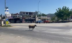 Bursa’da kurbanlık koç kaçtı! Trafiği birbirine kattı