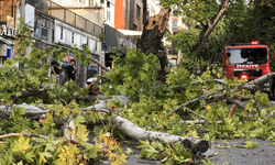 Bursa'da çınar ağacı yola devrildi, ulaşım aksadı