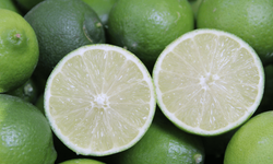 Türkiye’nin ilk 'lime' cinsi limon hasadı Silifke’de yapıldı