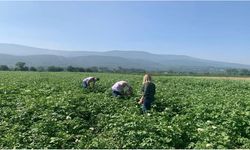 Patates tarlalarında “mildiyö” alarmı