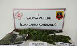 Yalova'da evinde kenevir yetiştiren zanlı tutuklandı