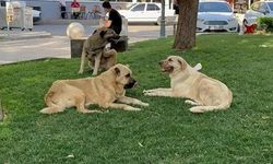 Silivri'de sahipsiz köpeğin saldırdığı çocuk yüzünden yaralandı