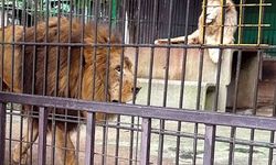 Japonya'daki safari parkta aslanın saldırdığı hayvan bakıcısı öldü