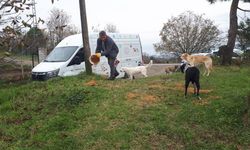 Ünye’de, belediye tarafından üretilen 4 ton kuru mama sokak hayvanlarına dağıtıldı