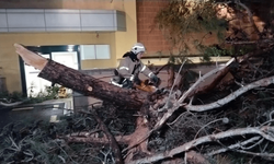 Kadıköy'de hastane bahçesine ağaç devrildi