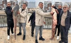 Yeşilırmak Nehri'nde 1,5 metrelik yayın balığı yakalandı