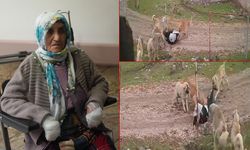 Muş'ta köpeklerin saldırısına uğrayan 79 yaşındaki kadın yaralandı