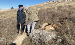 Sivas'ta sürüye saldıran kurtlar 37 koyunu telef etti