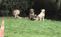 Başıboş sokak köpekleri bu sefer de Bağcılar'da 1 kişiyi ısırdı, 3 kişi de son anda kurtarıldı