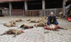 Sokak köpekleri koyunlara saldırdı, 22 hayvan telef oldu