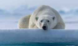 Alaska Çevre Koruma Departmanı: Kutup ayısı kuş gribinden öldü