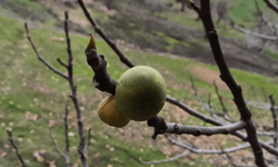 Mevsimleri şaşıran incir ağacı meyve verdi