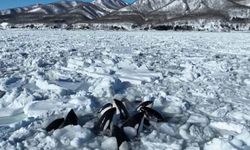 10 katil balina buzda sıkışıp kaldı