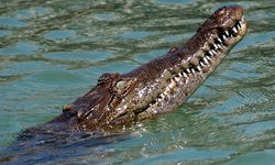 Florida’da timsah iki yaşındaki çocuğu kaptı