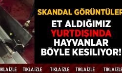 Skandal görüntüler! Et aldığımız yurtdışında hayvanlar böyle kesiliyor