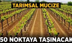 250 noktaya taşınacak