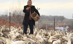 Rusya'dan kaz ve ördek gelecek!