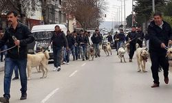 Hollanda'ya Kangal köpekli tepki