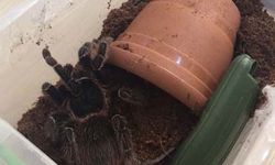 Terör baskınında 15 tarantula ele geçirildi!