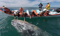 İnanılmaz! Denizde turistlerin karşısına  aniden öyle bir şey çıktı ki